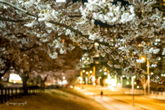 駅前夜桜