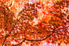 オレンジいっぱい