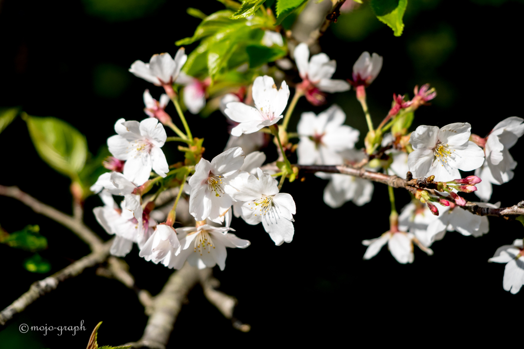 Cherry blossom