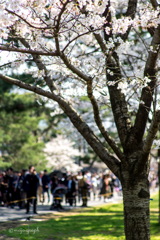 桜並木