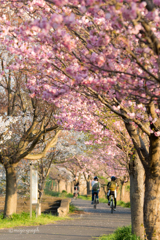 桜サイクリング