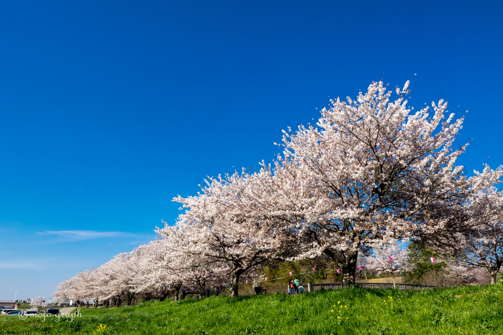 福岡堰さくら公園