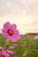 秋空秋桜