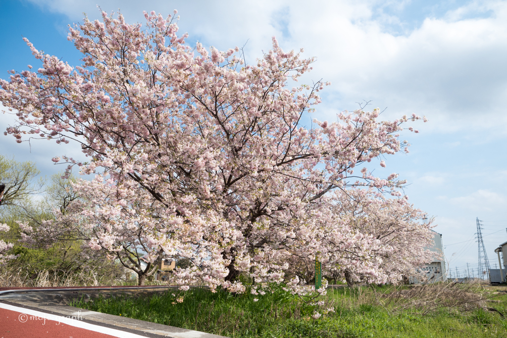 つくばりんりんロードの桜