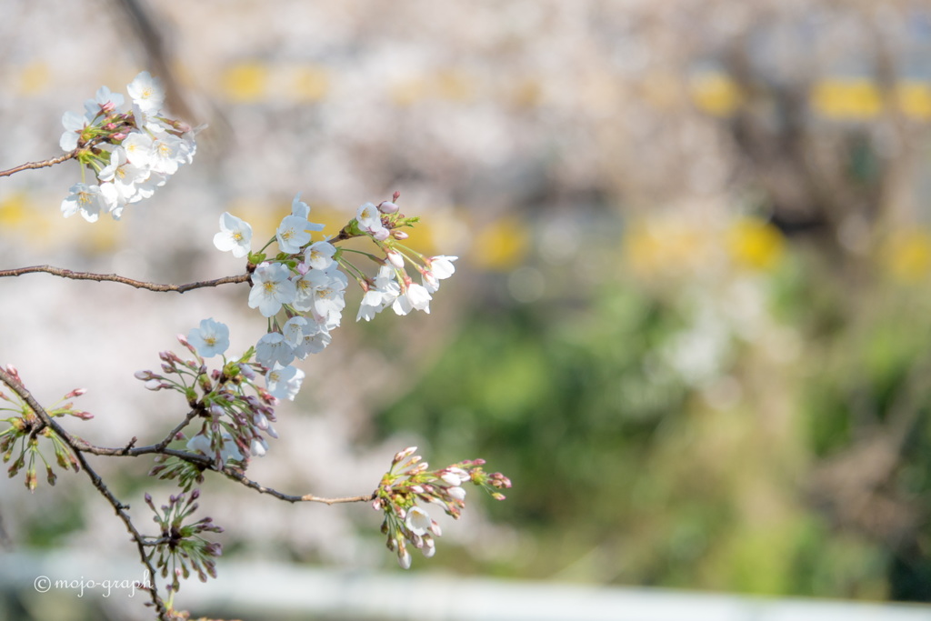 桜2019