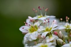 蕎麦の花