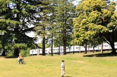 野川　初夏