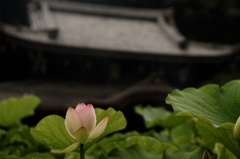 三室戸寺にて