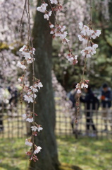 京都御所にて
