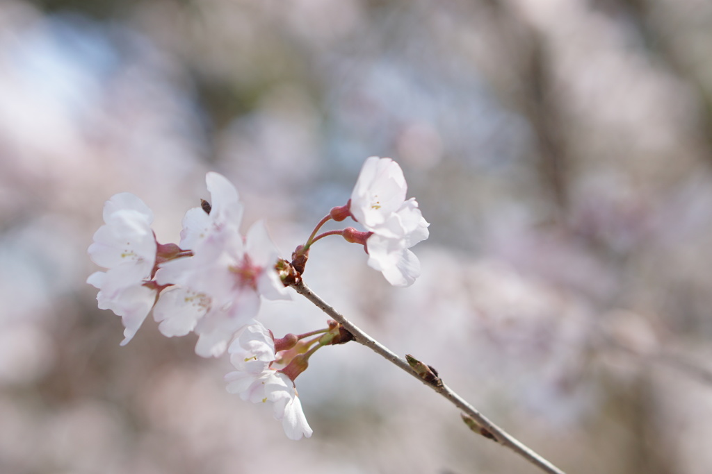 京都御所にて