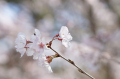 京都御所にて