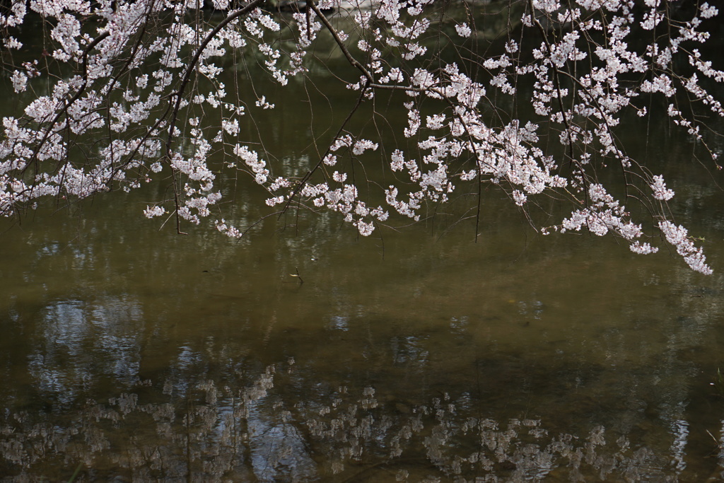 京都御所にて
