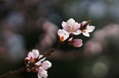 京都御所にて