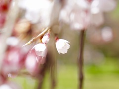 桜 / 京都御所