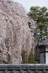 〇〇寺にて
