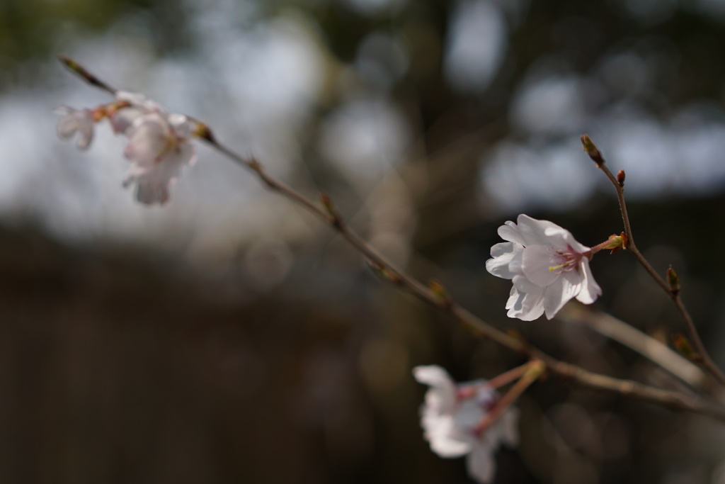 京都御所にて