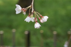 京都御所にて