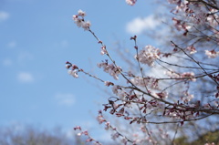 京都御所にて
