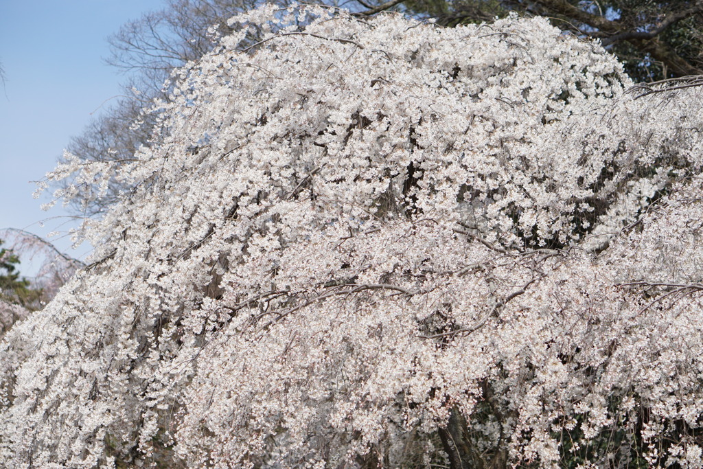 京都御所にて
