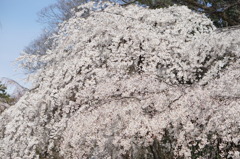 京都御所にて