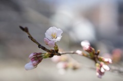 鴨川沿いにて