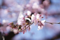 鴨川沿いにて
