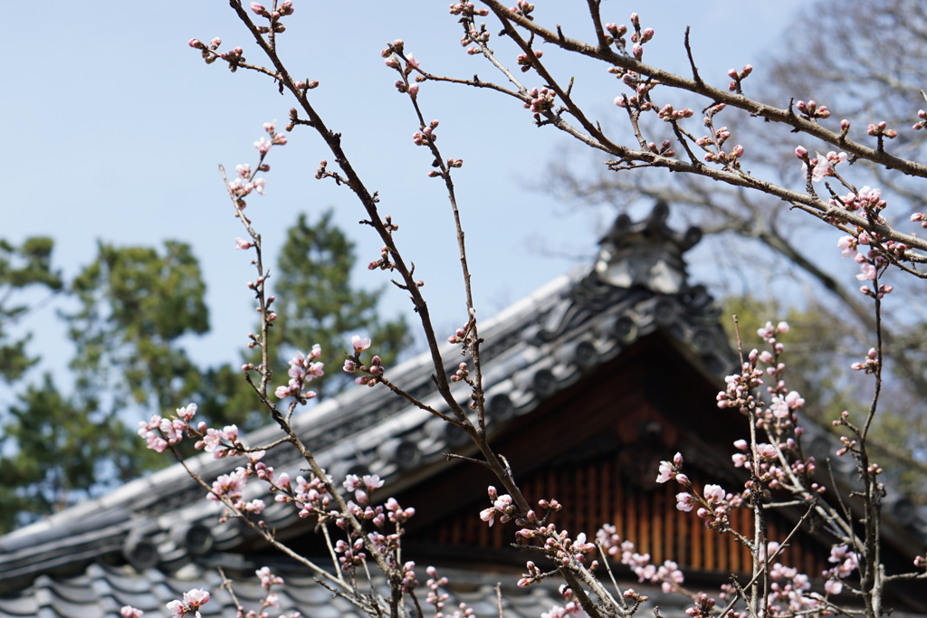 京都御所にて