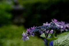 三室戸寺にて