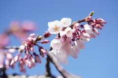 鴨川沿いにて