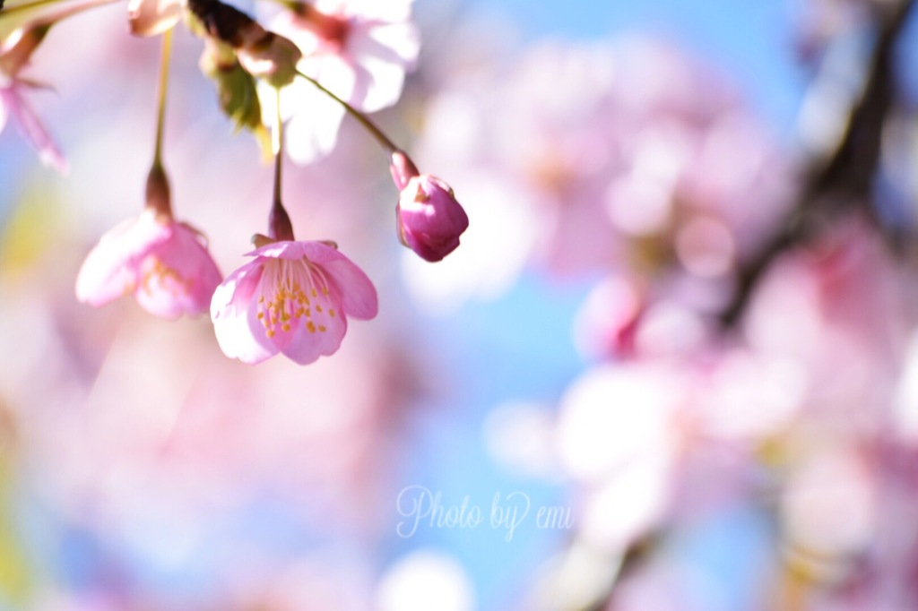 ふんわり桜祭り