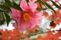 山茶花