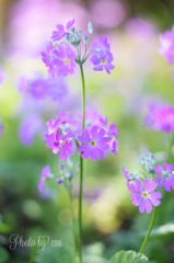 サクラ草