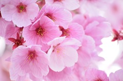 ふんわり桜祭り
