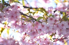 ふんわり桜祭り