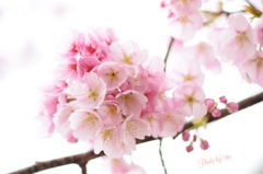 ふんわり桜祭り