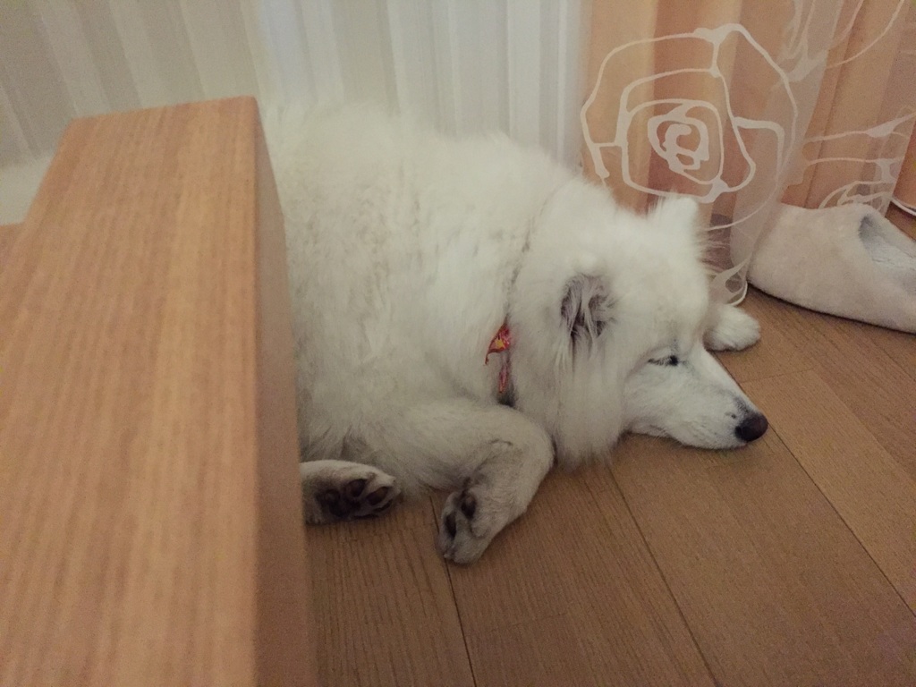 寝る時も可愛い〜〜