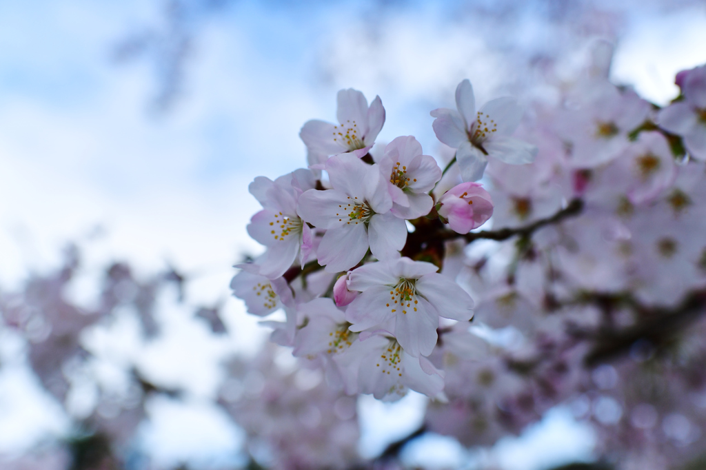 KYOTO SAKURA STORY 2