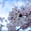 KYOTO SAKURA STORY 2