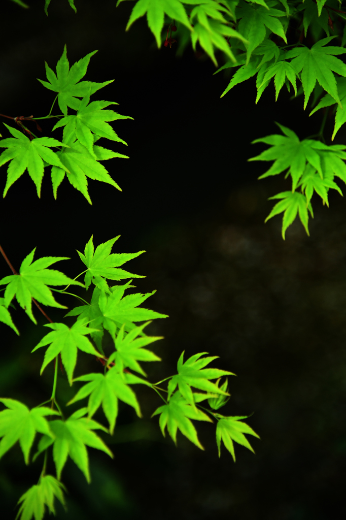 幽玄緑