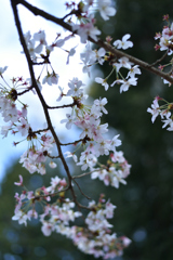 DAIGO-JI SAKURA 3