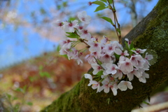 DAIGO-JI SAKURA 1