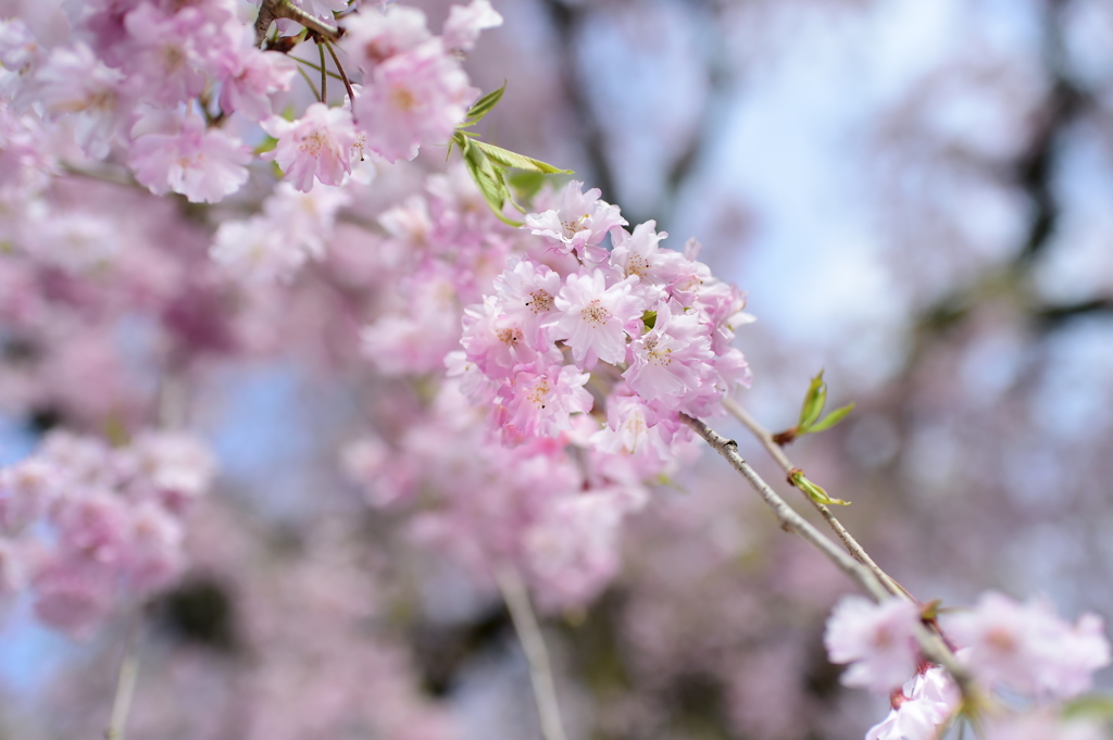 八重紅枝垂桜