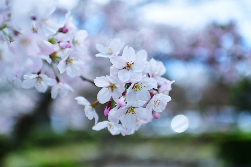 KYOTO SAKURA STORY 4