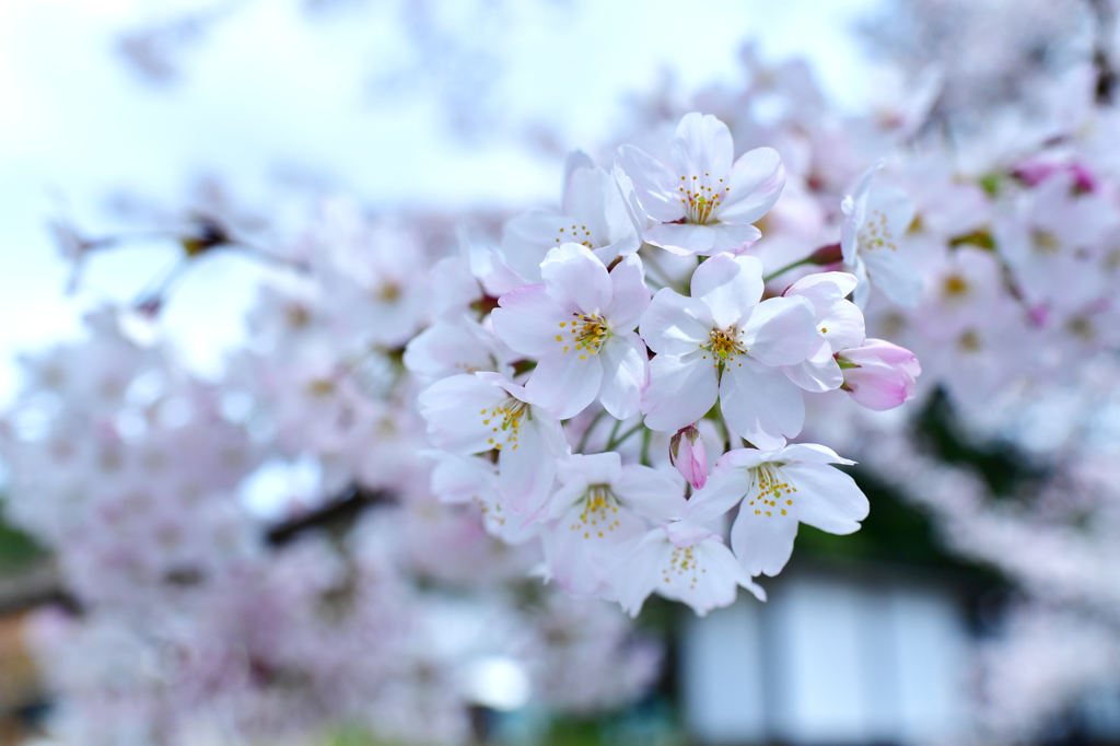 KYOTO SAKURA STORY 5