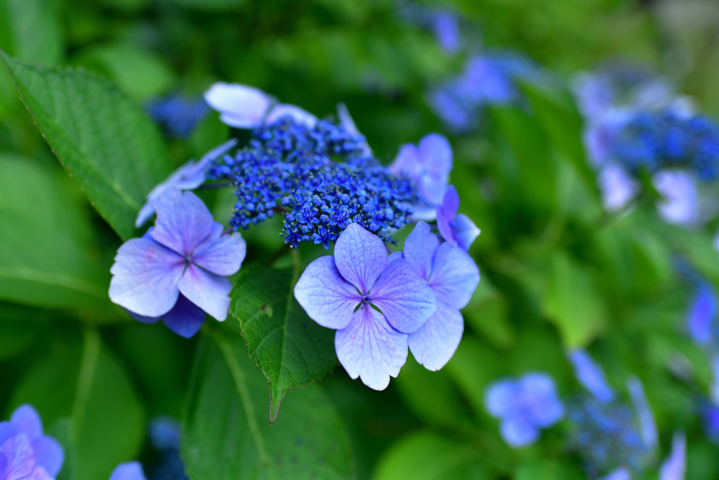 紫陽花七変化