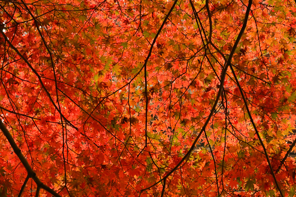 紅葉、大爆発！