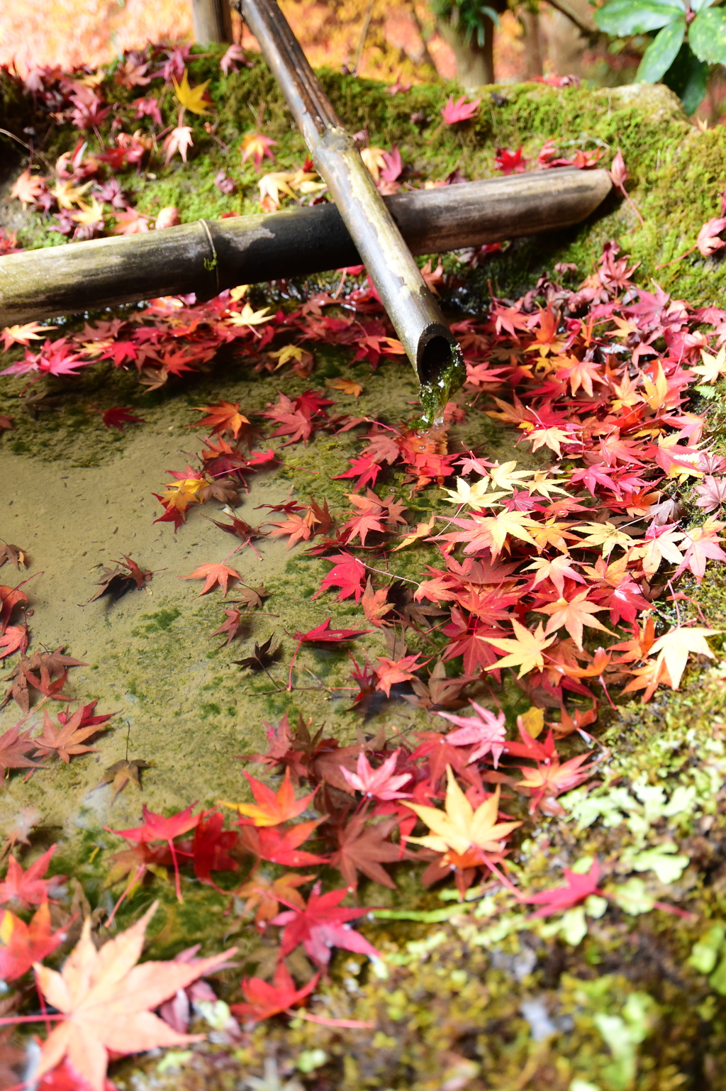 星屑紅葉