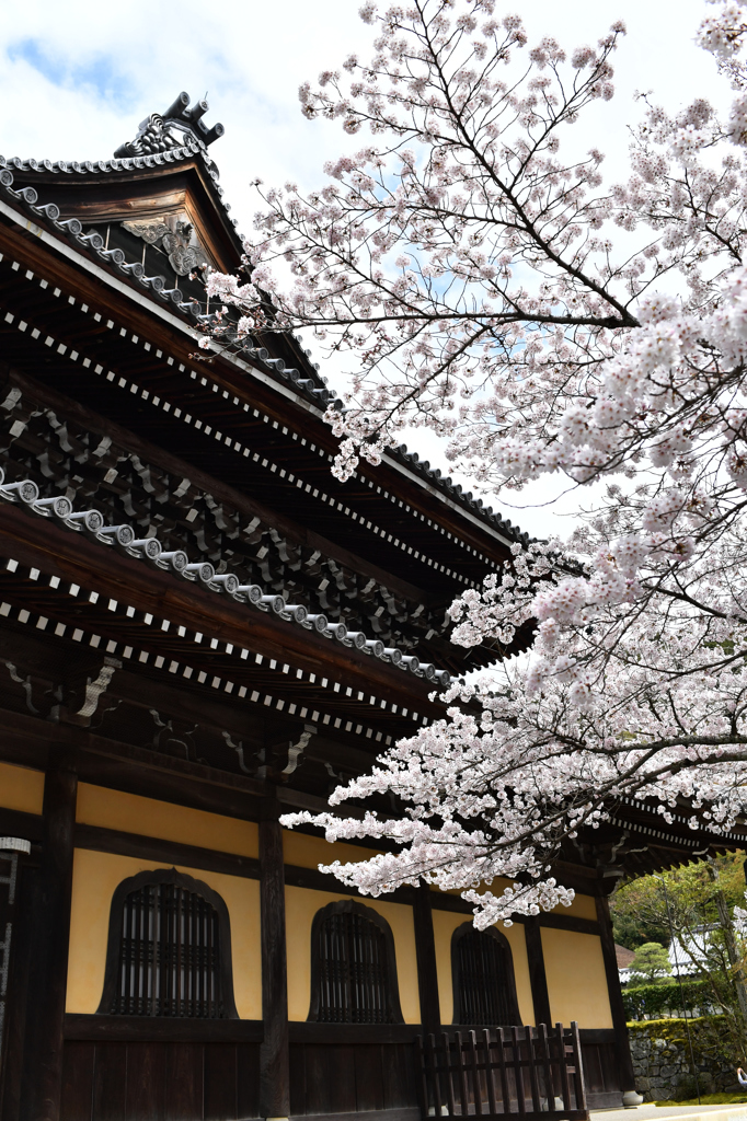 KYOTO SAKURA STORY 3