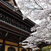 KYOTO SAKURA STORY 3