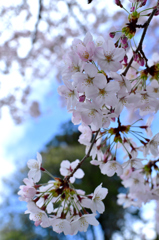 KYOTO SAKURA STORY 1